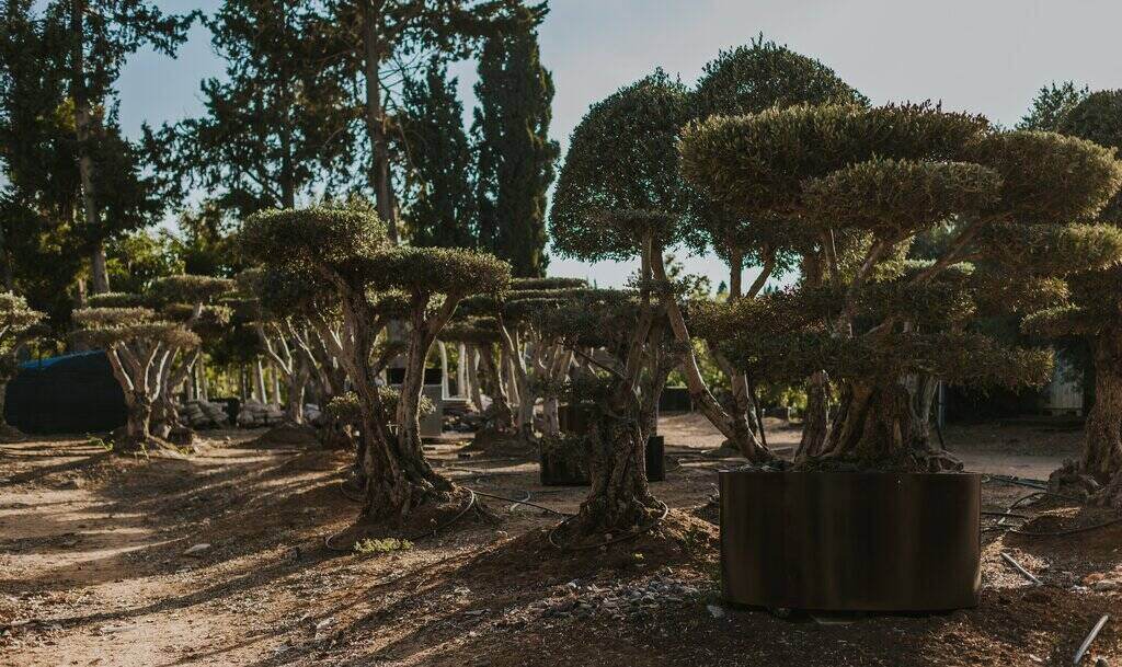 משתלת עצים במרכז, בשביל בית ירוק ונעים יותר | נובט גינות מעוצבות